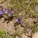 Penstemon crandallii glabrescens - Photo no rights reserved, uploaded by Patrick Alexander