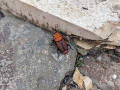 Rhynchophorus ferrugineus