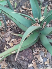 Aloe cryptopoda