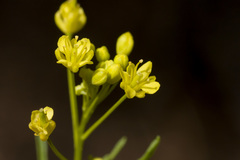 Descurainia pinnata glabra
