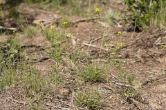 Descurainia pinnata glabra