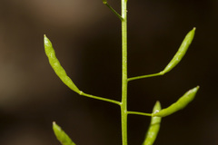 Descurainia pinnata glabra