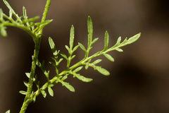 Descurainia pinnata glabra