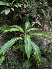 Lobelia robusta