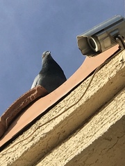 Columba livia domestica