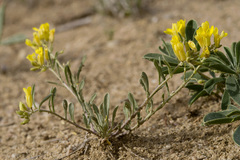 Physaria rectipes