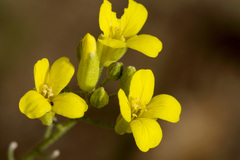 Physaria rectipes