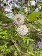 Cephalanthus