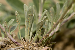 Physaria rectipes