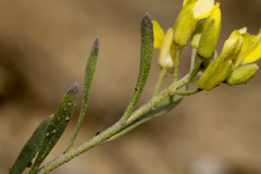 Physaria rectipes