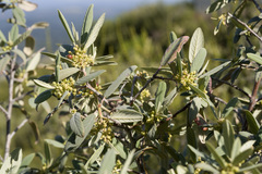 Frangula californica tomentella