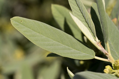 Frangula californica tomentella