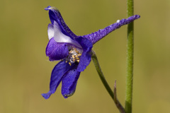 Delphinium hansenii