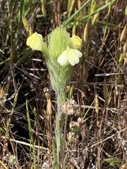 Castilleja rubicundula
