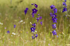 Delphinium hansenii