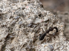 Iberoformica subrufa