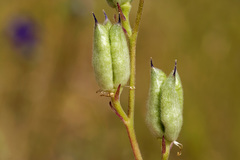 Delphinium hansenii