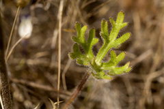 Delphinium hansenii
