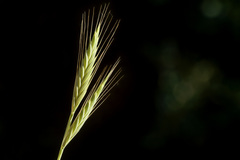 Bromus carinatus