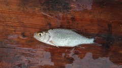 Scardinius hesperidicus