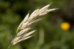 Bromus hordeaceus
