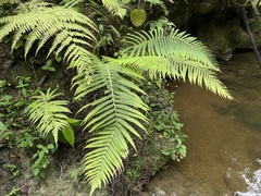 Amauropelta balbisii