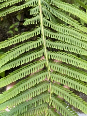 Amauropelta balbisii
