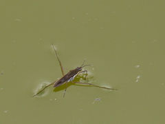 Gerris lacustris