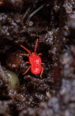 Trombidium