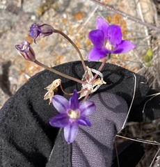 Brodiaea kinkiensis