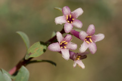 Symphoricarpos longiflorus