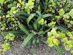 Gasteria