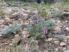 Astragalus leucolobus