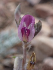 Astragalus leucolobus