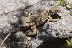 Crotaphytus collaris fuscus
