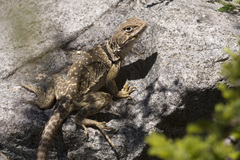 Crotaphytus collaris fuscus