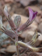 Astragalus leucolobus