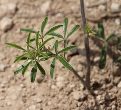 Pediomelum tenuiflorum