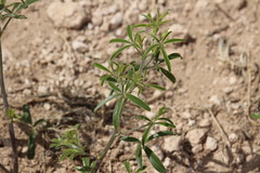 Pediomelum tenuiflorum