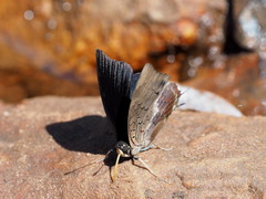 Charaxes ethalion