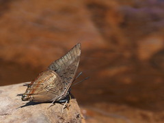 Charaxes ethalion