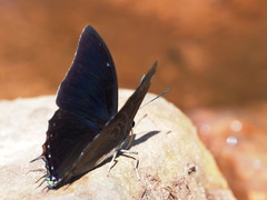 Charaxes ethalion