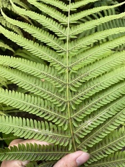 Amauropelta balbisii