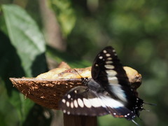 Charaxes etesipe tavetensis