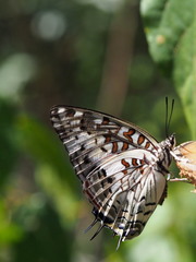 Charaxes etesipe tavetensis