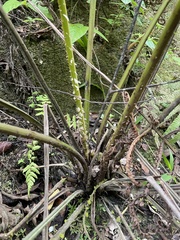 Amauropelta balbisii