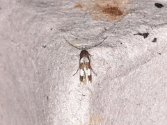 Stathmopoda paradiplaspis