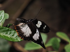 Pseudacraea lucretia