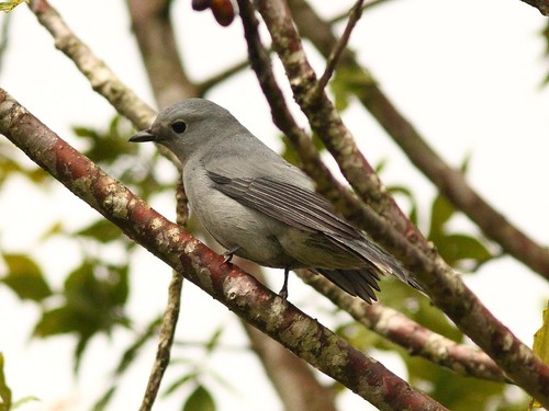Grey Cuckooshrike