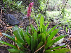 Aechmea gamosepala